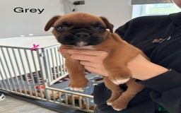 Boxer dogs for sale: 3 GIRLS LEFT - KC PUPS FROM HEART TESTED PARENTS - Image 6