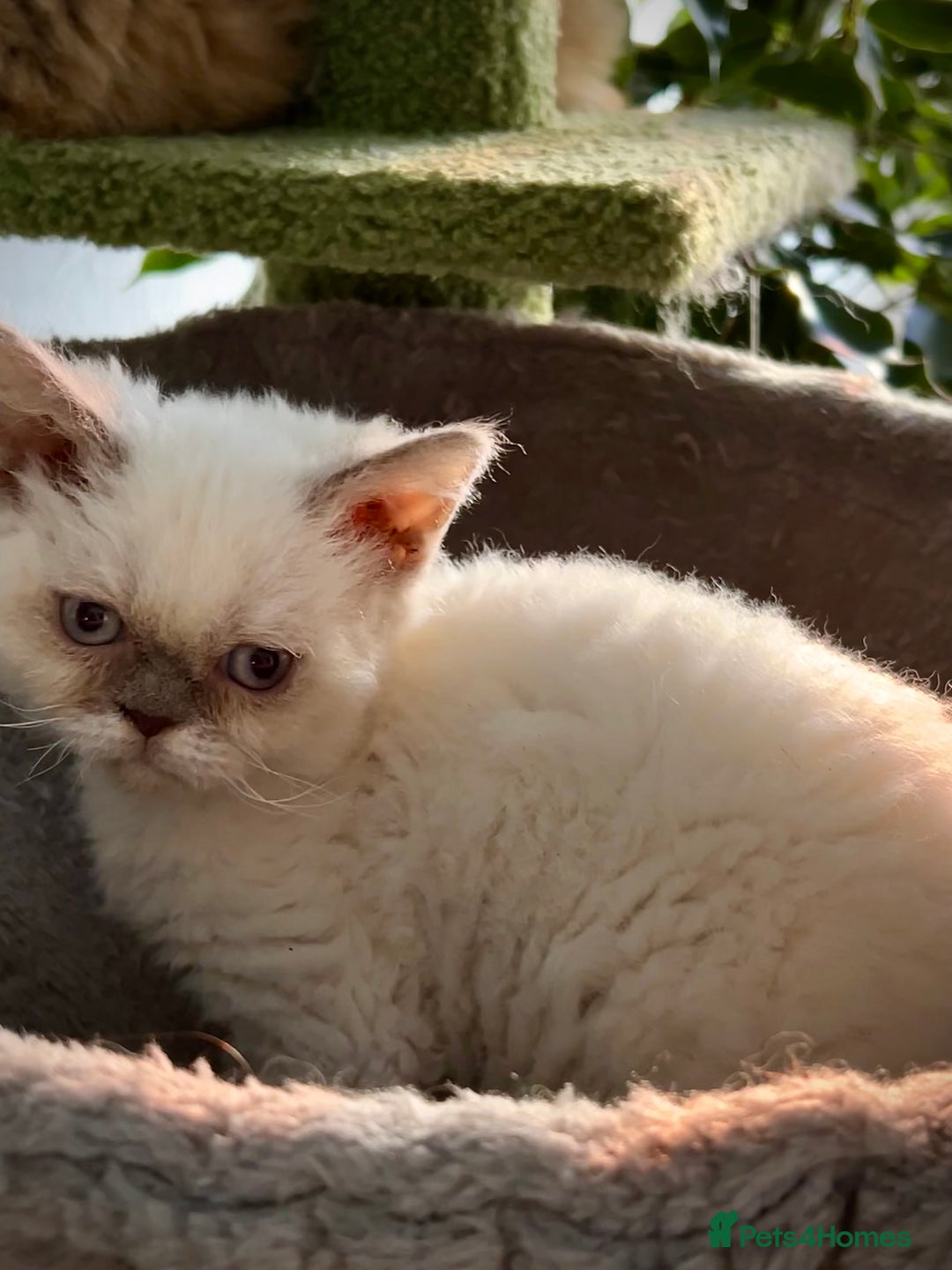 Selkirk Rex cats for sale: SELKIRK REX KITTENS  😻 - Advert 10
