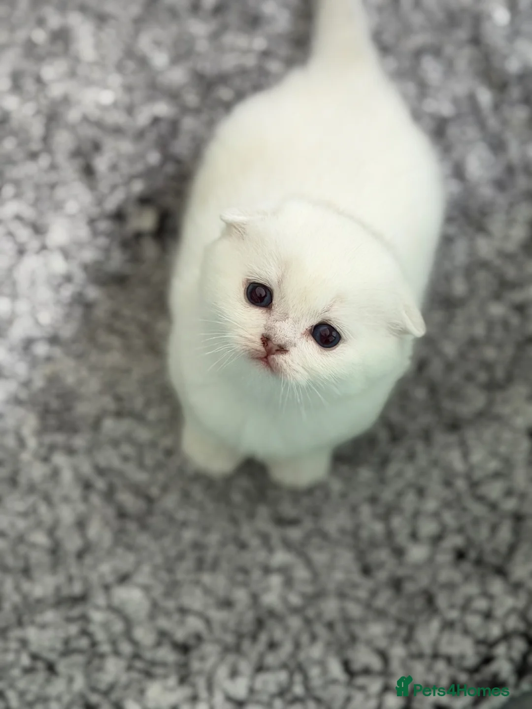 Scottish Fold cats for sale: Rare Scottish Fold & Straight Kittens,  | TICA  🤍 in Bradford - Advert 31