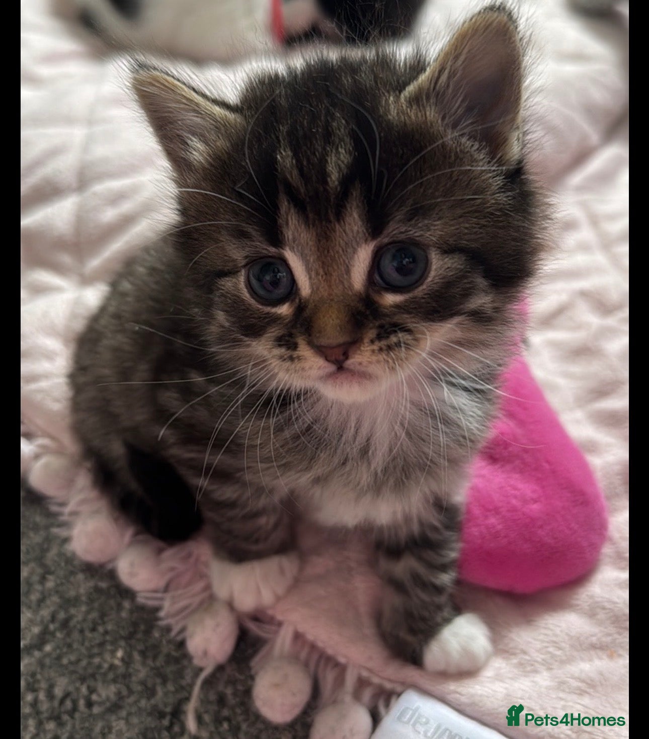 Mixed Breed cats Long hair kitten - Advert 2