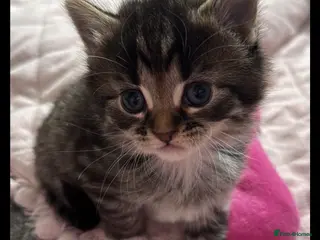 Mixed Breed cats Long hair kitten - Advert 2