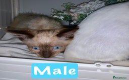 Mixed Breed cats for sale: Beautiful kittens Ready now Open to offers  in Chester - Image 13
