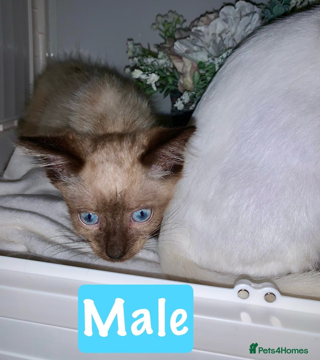 Mixed Breed cats for sale: Beautiful kittens Ready now Open to offers  in Chester - Image 13