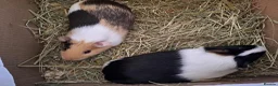 Guinea Pig rodents for sale: Gorgeous guinea pigs for new forever homes  - Advert 1
