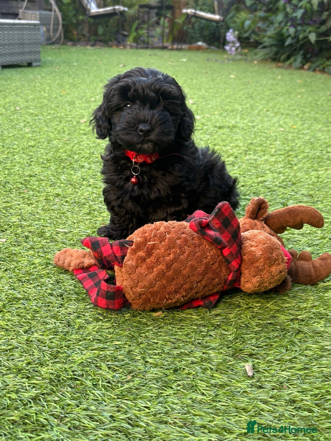 Mixed Breed dogs for sale: Cutest Havadoodles - Image 11