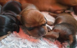 Miniature Dachshund dogs for sale: Miniature Dachshunds Seeking Forever Homes - Image 16