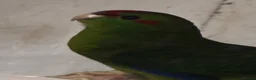Parakeets birds for sale: Kakarikis for sale  - Advert 4