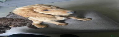 Cockapoo 1