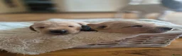 Labrador Retriever dogs for sale: Fox Red Labrador puppies  - Advert 18