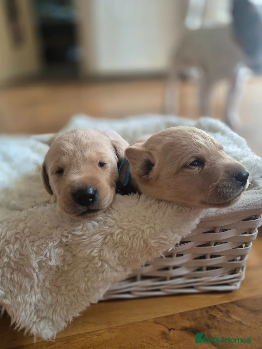 Labrador Retriever dogs for sale: Fox Red Labrador puppies  - Advert 18