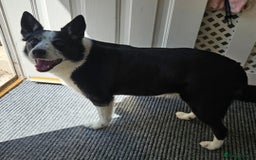 Border Collie dogs for sale: Older girl needing a quiet home  - Image 2