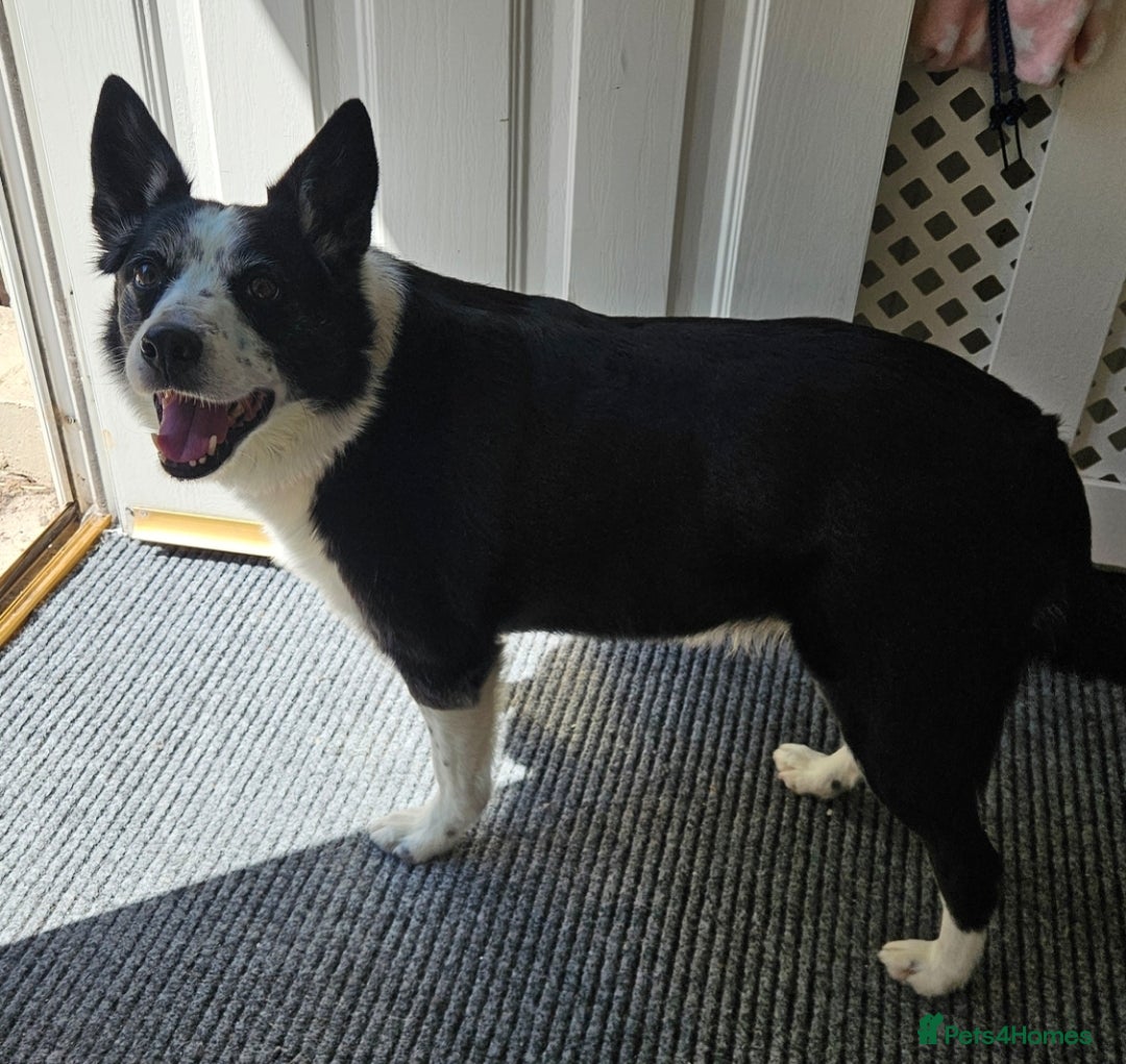 Border Collie dogs for sale: Older girl needing a quiet home  - Image 2