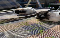 Guinea Pig rodents for sale: Peruvian cross Silkie Longhaired Guineapig Babies - Image 13