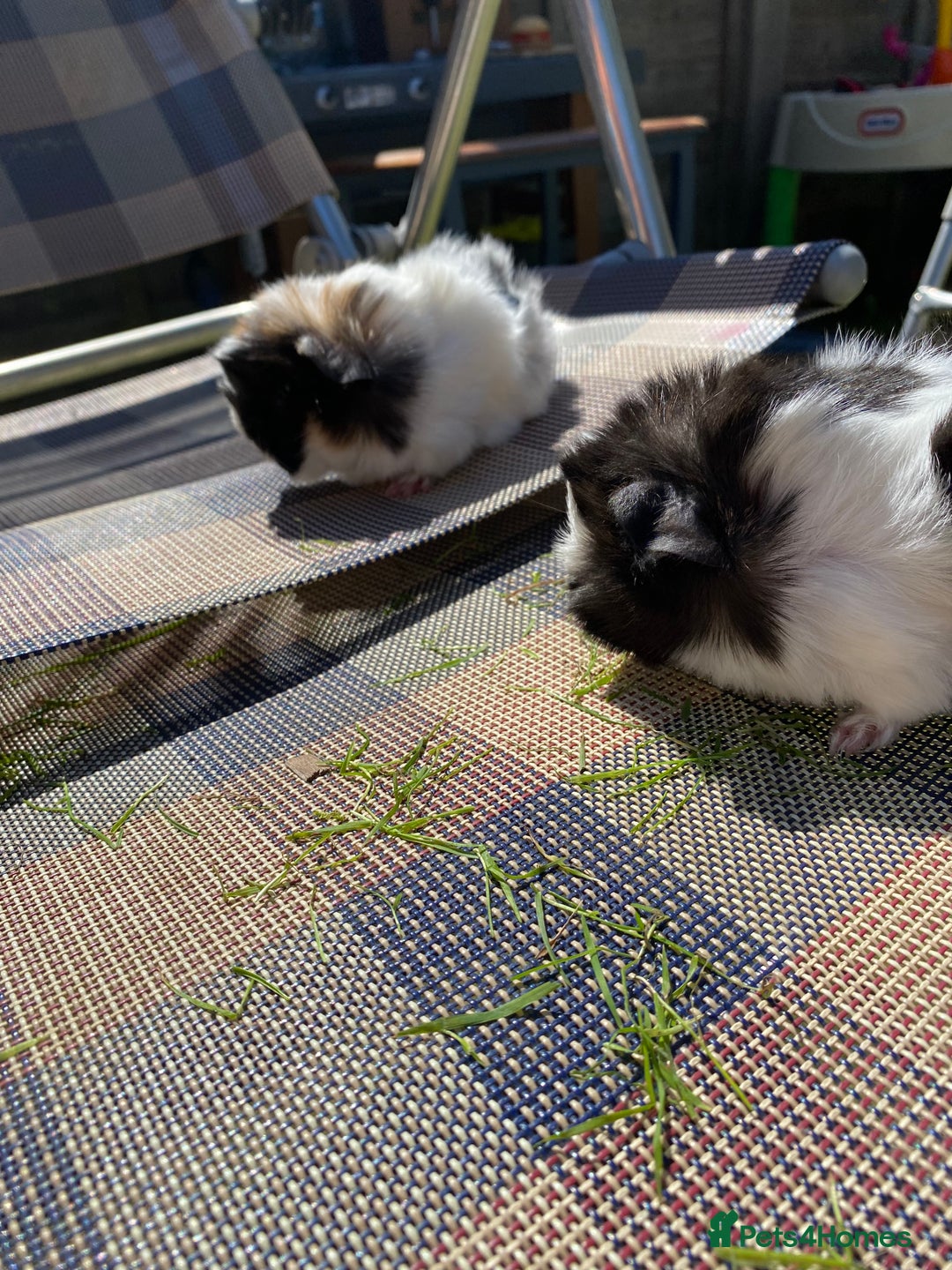 Guinea Pig rodents for sale: Peruvian cross Silkie Longhaired Guineapig Babies - Image 13