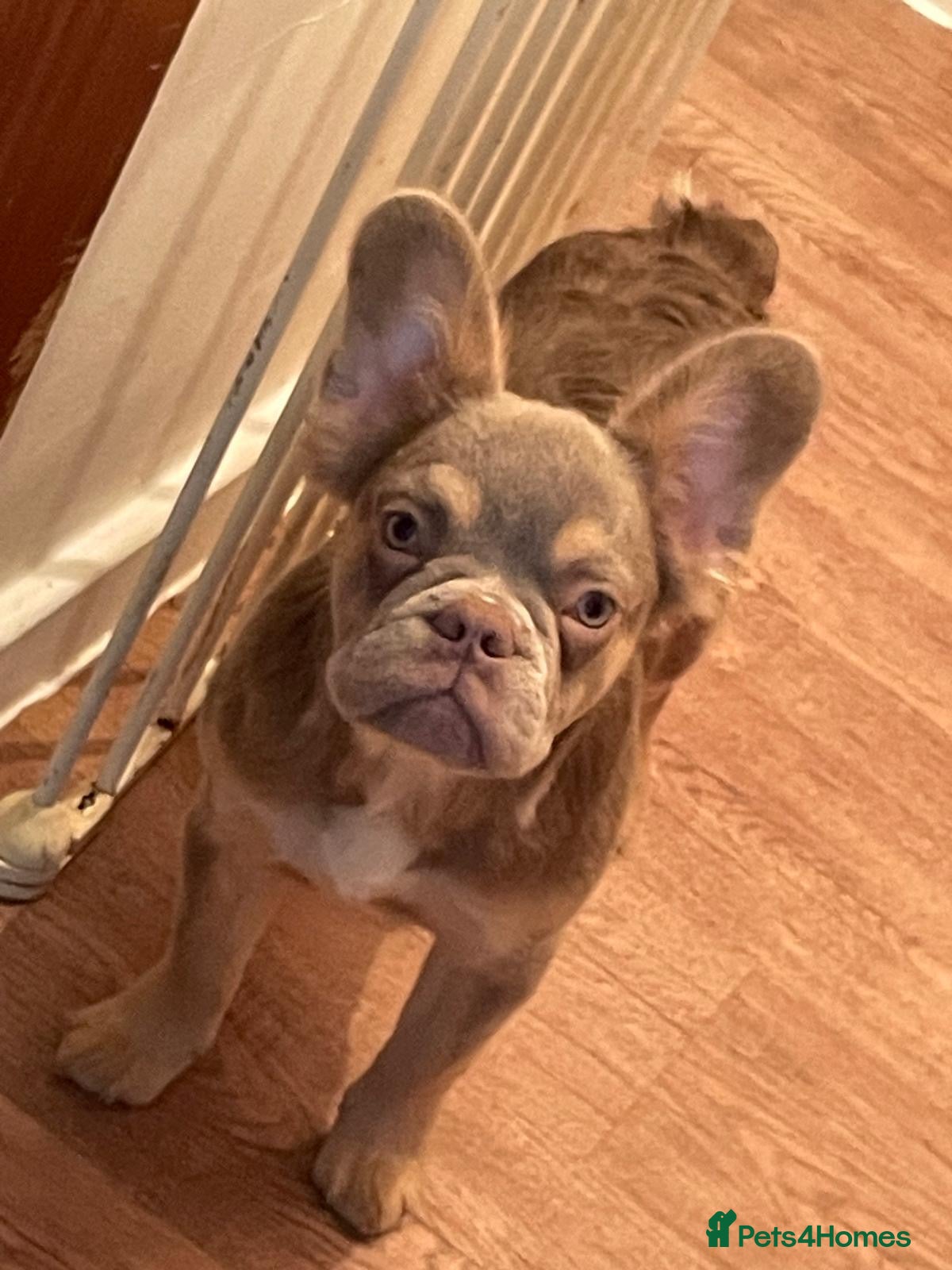 French Bulldog dogs Fluffy loving playful french bulldogs 🐶❤️🐶❤️🐶  - Advert 2