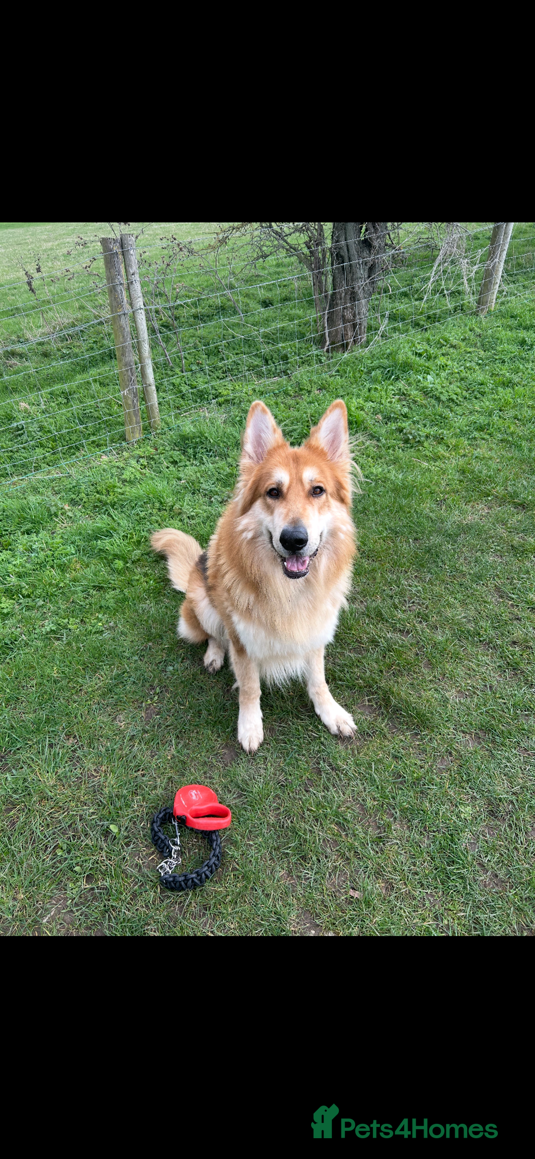 German Shepherd dogs for stud: German shepherd male for stud - Image 2