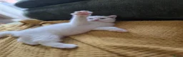 British Shorthair cats for sale: Pedigree British Shorthair Longhair Kittens TICA - Advert 21