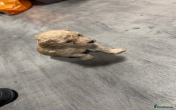 Miniature Poodle dogs for sale: Mini poodle london 3 LEFT - Advert 7