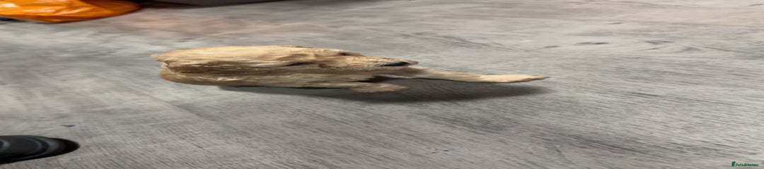 Miniature Poodle Puppy 4