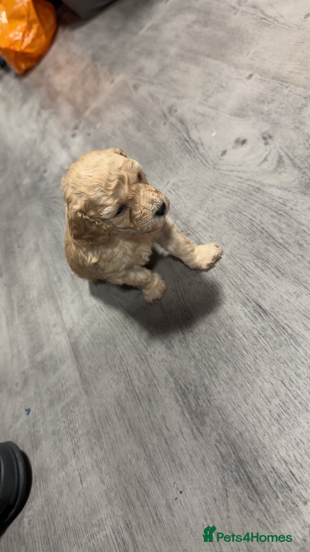 Miniature Poodle dogs for sale: Mini poodle london 3 LEFT - Advert 7