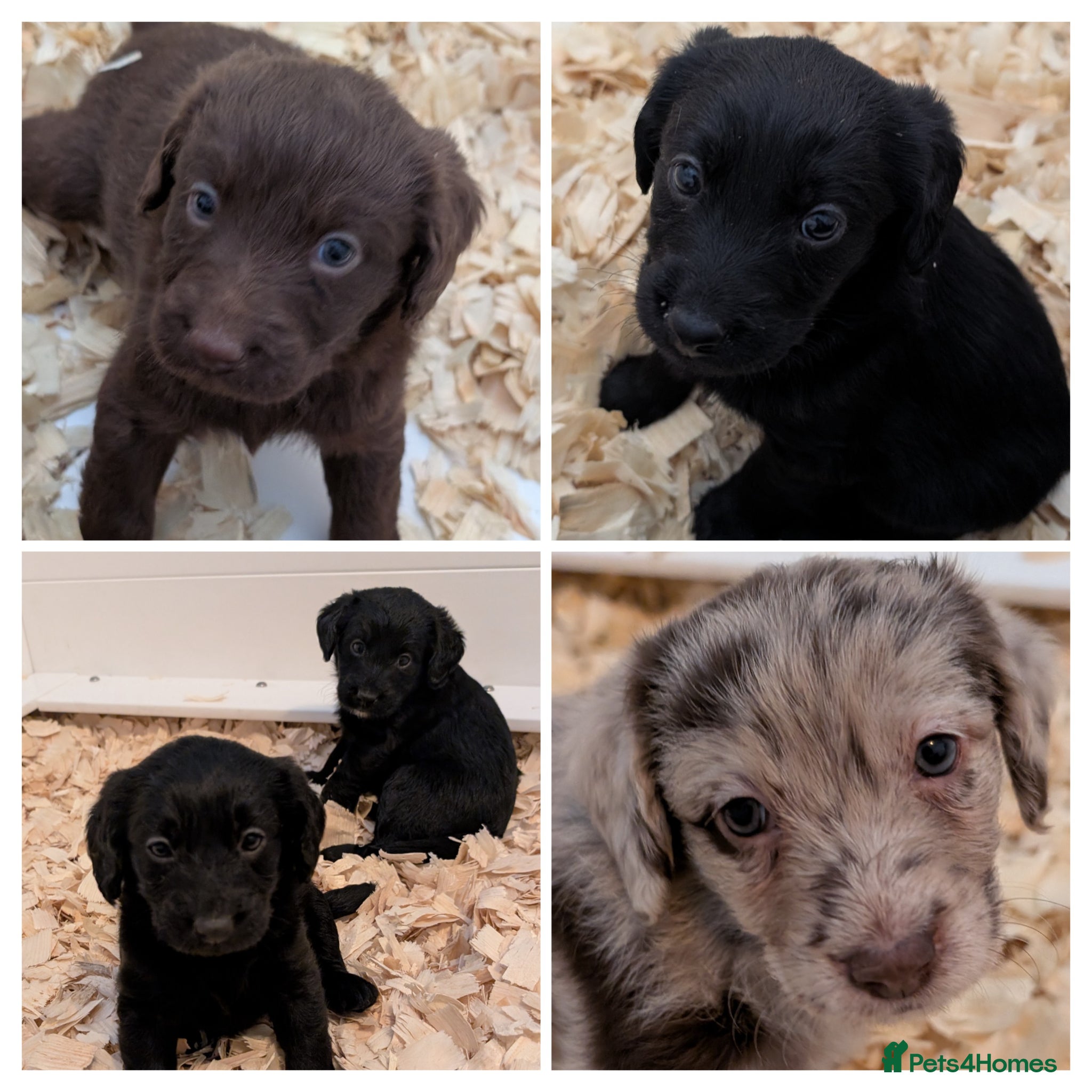 Labradoodle dogs Miniature Labradoodle Puppies  - Advert 2