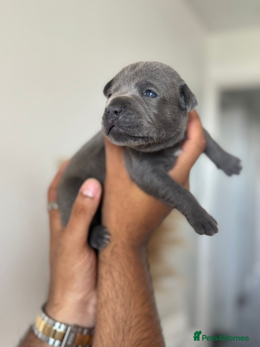 Staffordshire Bull Terrier dogs for sale: 😍😍 BEAUTIFUL & CHUNKY BLUES💙 - Image 15