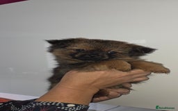 Mixed Breed dogs for sale: Shiranian puppies  - Image 11