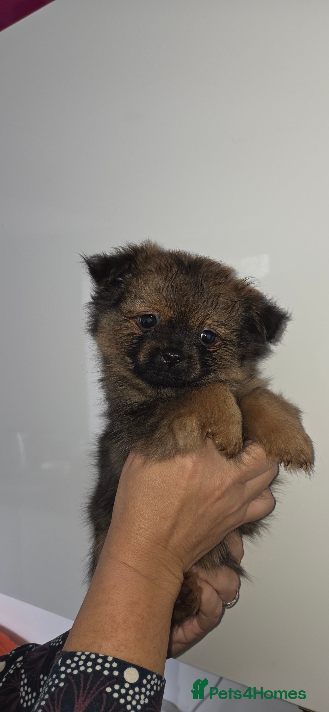 Mixed Breed dogs for sale: Shiranian puppies  - Image 11