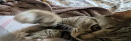Mixed Breed cats for sale: Benji and Dylan in Southampton - Advert 3