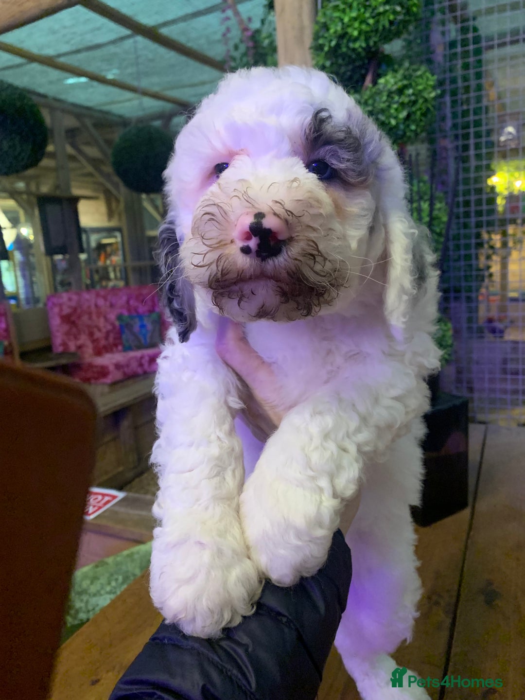 Sheepadoodle dogs for sale: Standard Sheepadoodle READY NOW - Advert 10