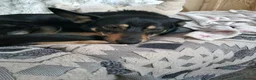 Mixed Breed dogs for sale: German shepard cross collie tricolour  - Advert 4
