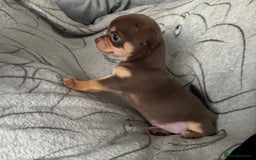Chihuahua dogs for sale: Smooth Chihuahua puppies  - Image 9
