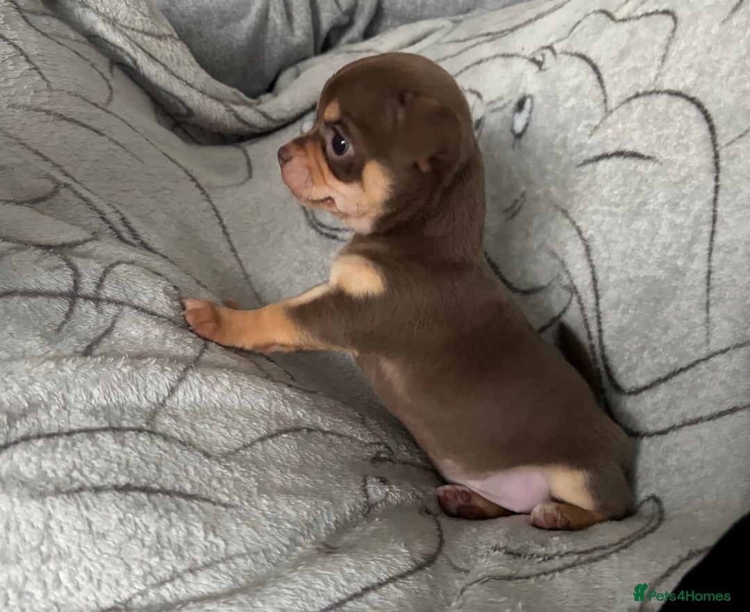 Chihuahua dogs for sale: Smooth Chihuahua puppies  - Image 9