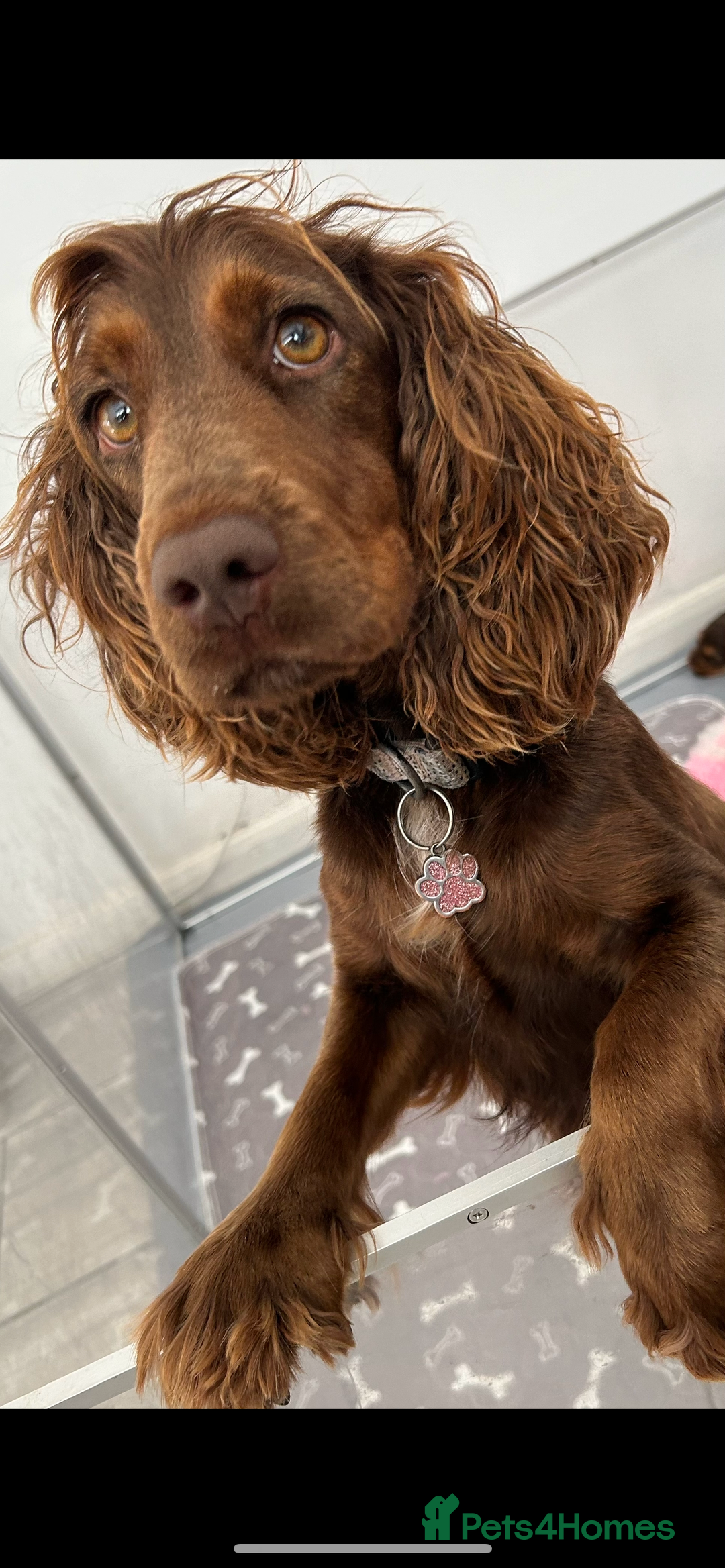 Cocker Spaniel dogs for sale: Rehoming our gorgeous ruby  - Advert 2