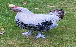 Chickens poultry for sale: 2 x Young cockerels free to a good home  - Image 4