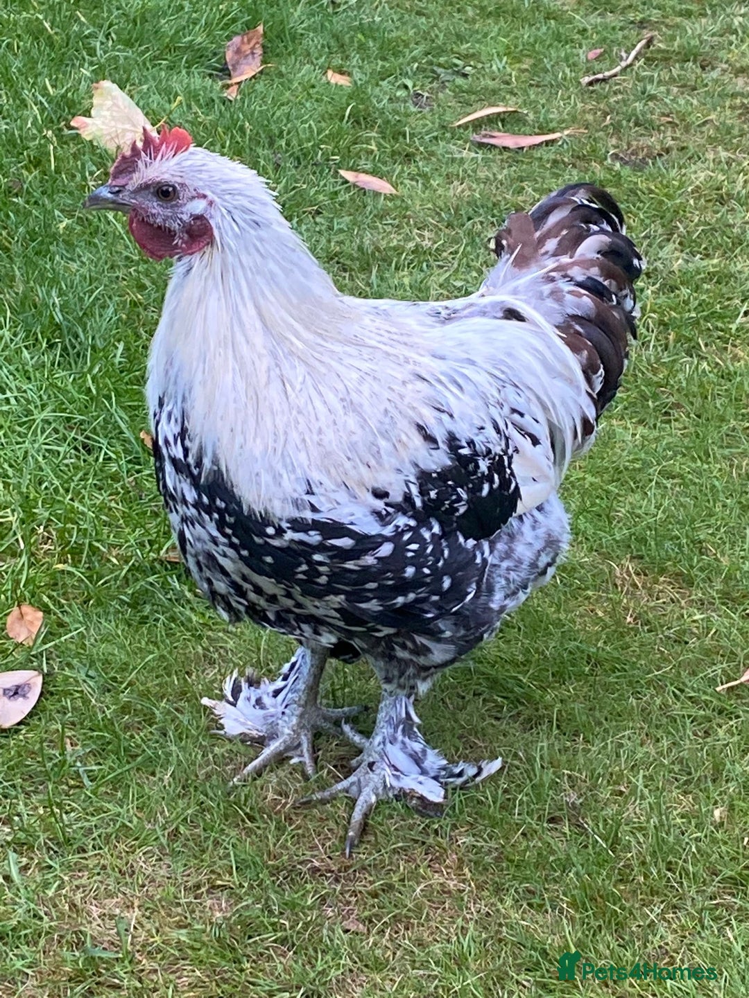 Chickens poultry for sale: 2 x Young cockerels free to a good home  - Image 4