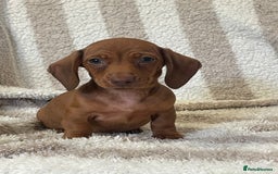 Miniature Dachshund dogs for sale: Beautiful Dachunds ready now  - Image 14