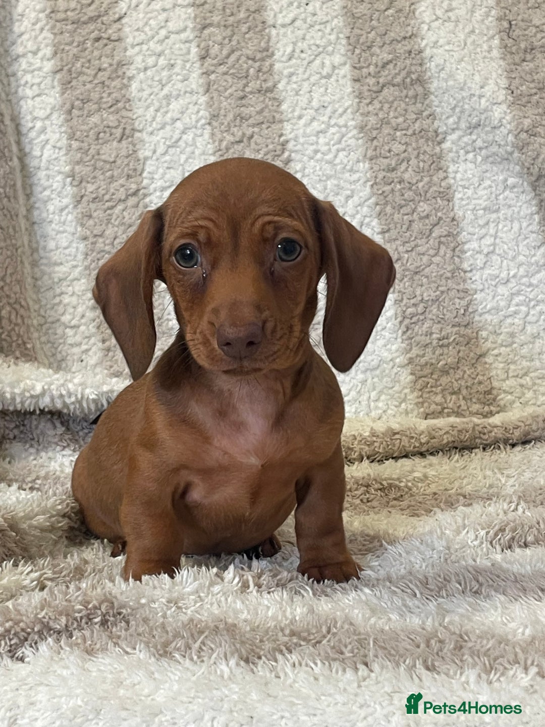 Miniature Dachshund dogs for sale: Beautiful Dachunds ready now  - Image 14