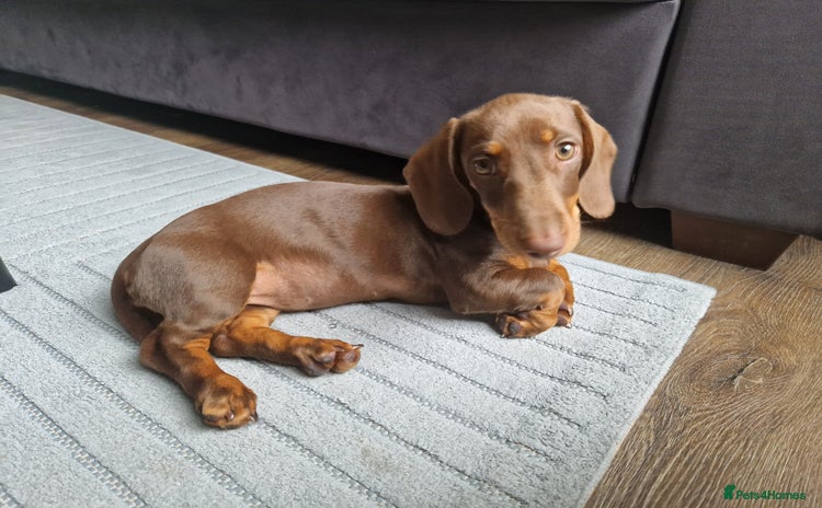 Dachshund dogs for sale - Advert 1