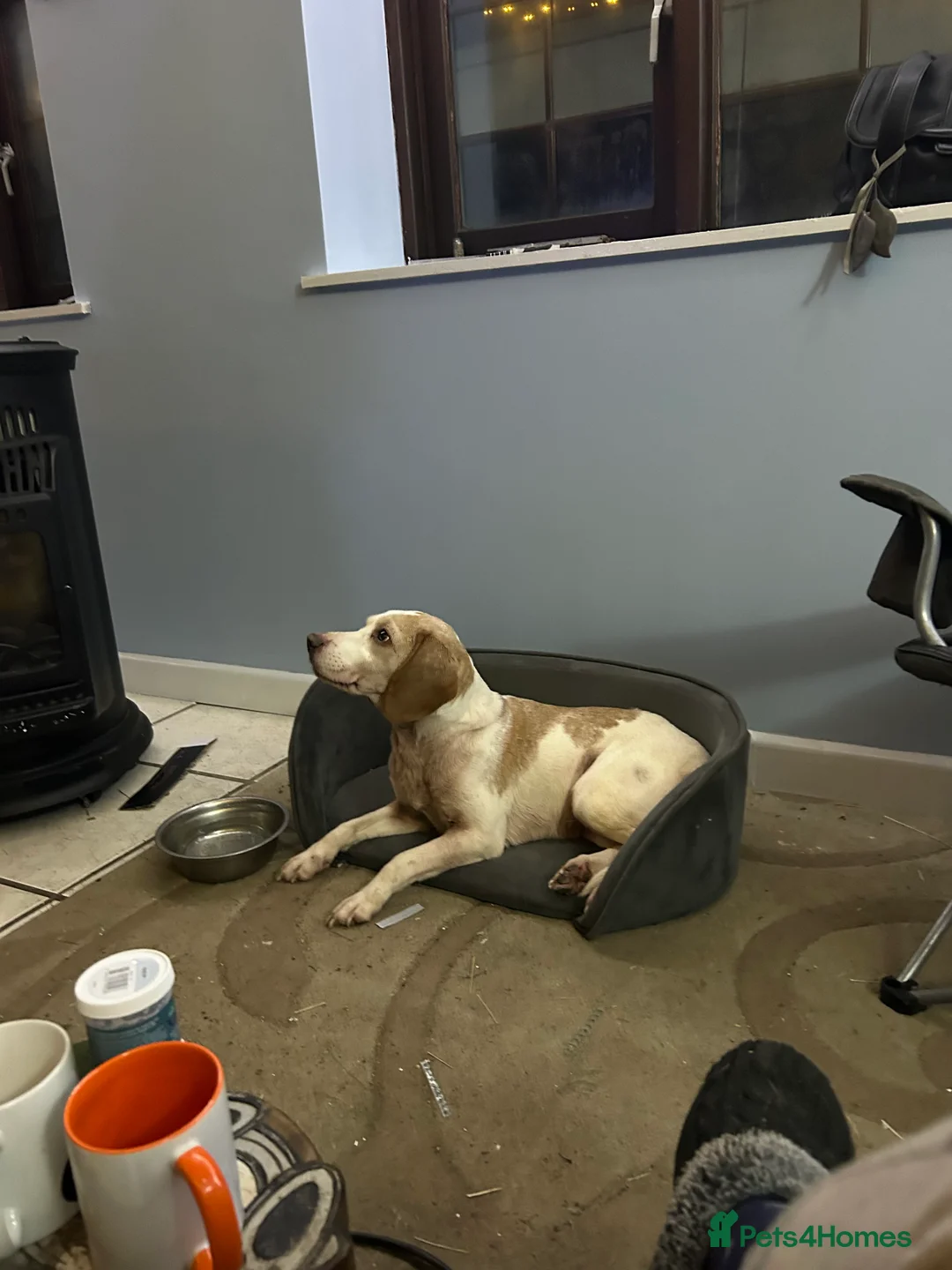 Beagle dogs for sale: Beagle girl - Advert 2