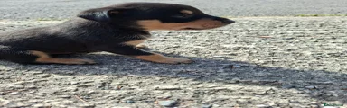 Australian Kelpie 2