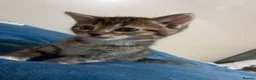 Mixed Breed cats for sale: 2 stunning kittens for sale - Advert 8