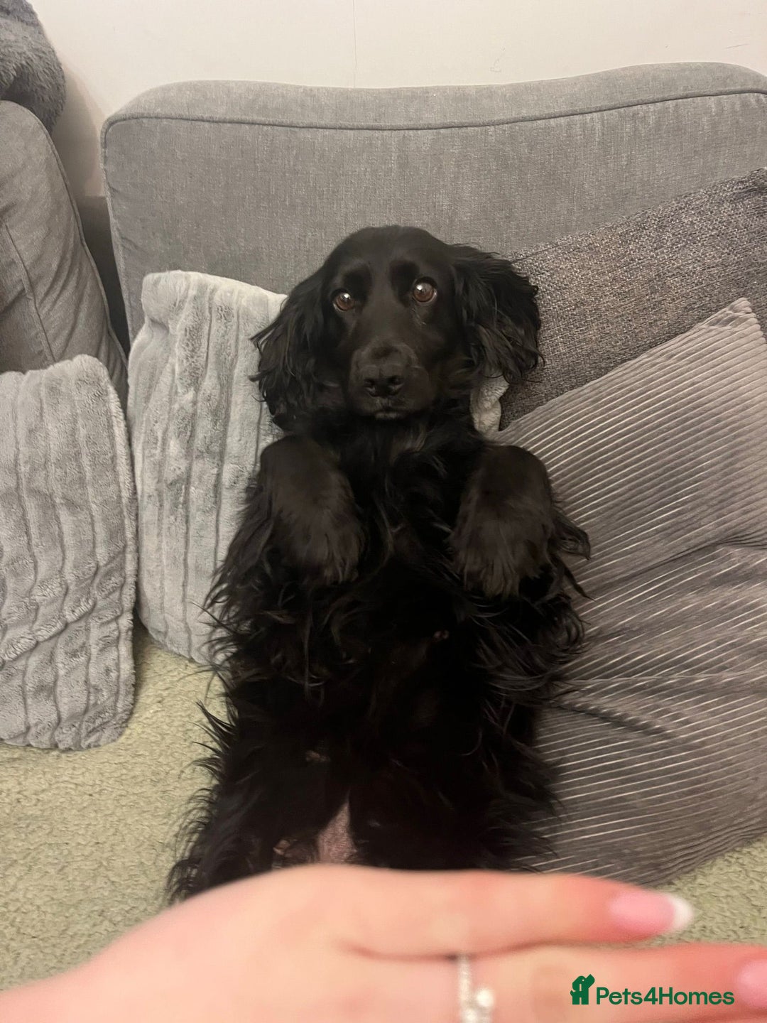 Cocker Spaniel dogs for sale: Kc registered Working cocker spaniel puppies  - Advert 12