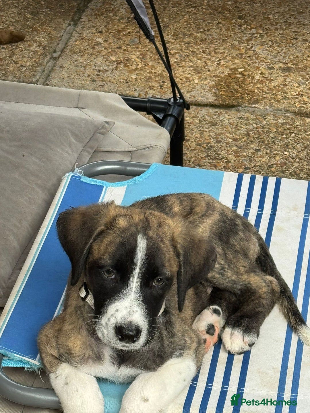 Mixed Breed dogs for adoption: Forest Gumps Litter - Image 19