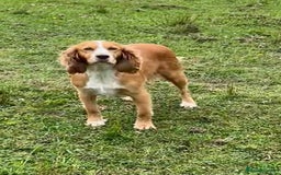 Cocker Spaniel dogs for sale: Adorable Kc reg Cocker pups - Image 21