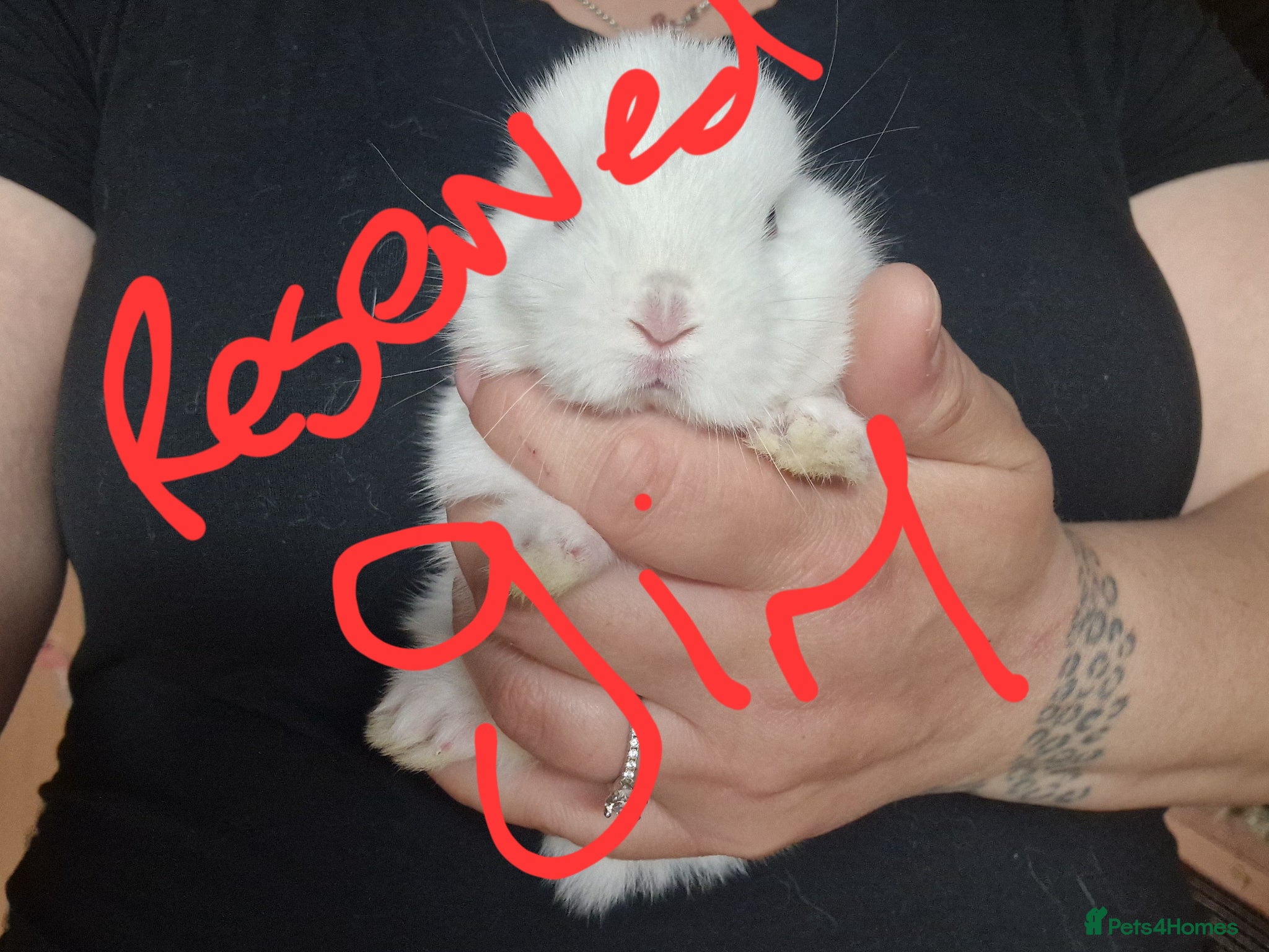 Mini Lop rabbits for sale: Mini lops  - Advert 3