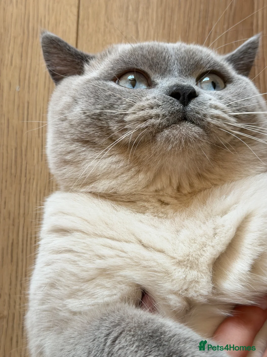 British Shorthair cats for stud: British Shorthair Lilac Colourpoint Stud - Advert 5
