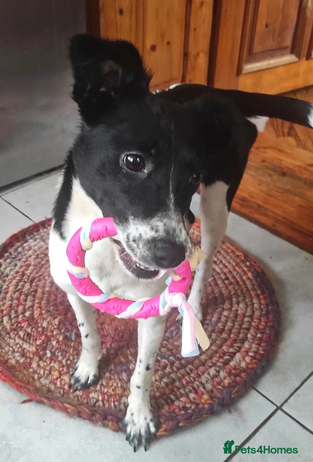 Mixed Breed dogs for adoption: ❤️MATILDA❤️ 10 months, low medium below the knee) - Advert 11