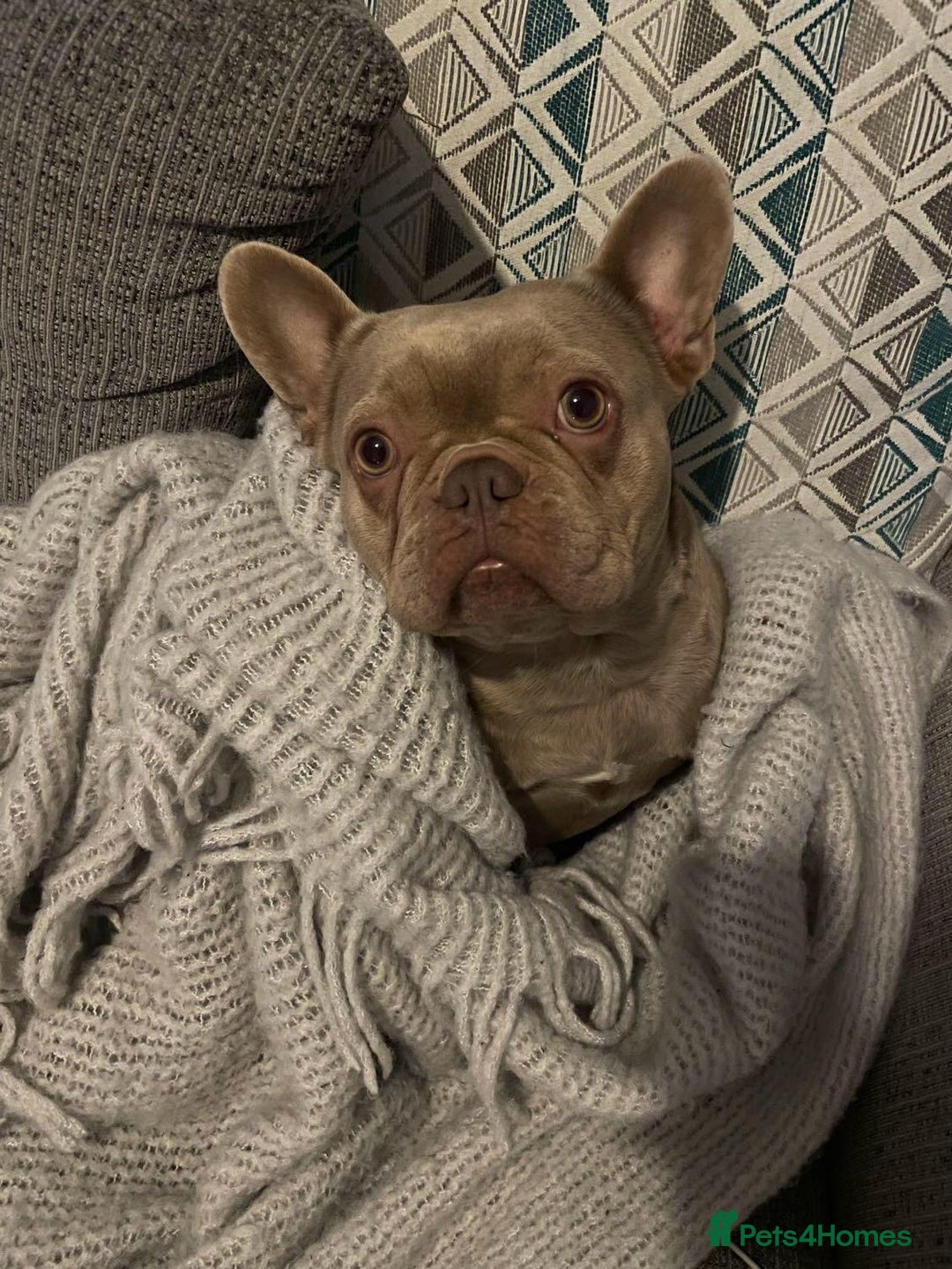 French Bulldog dogs for sale: French bull dog  - Image 4