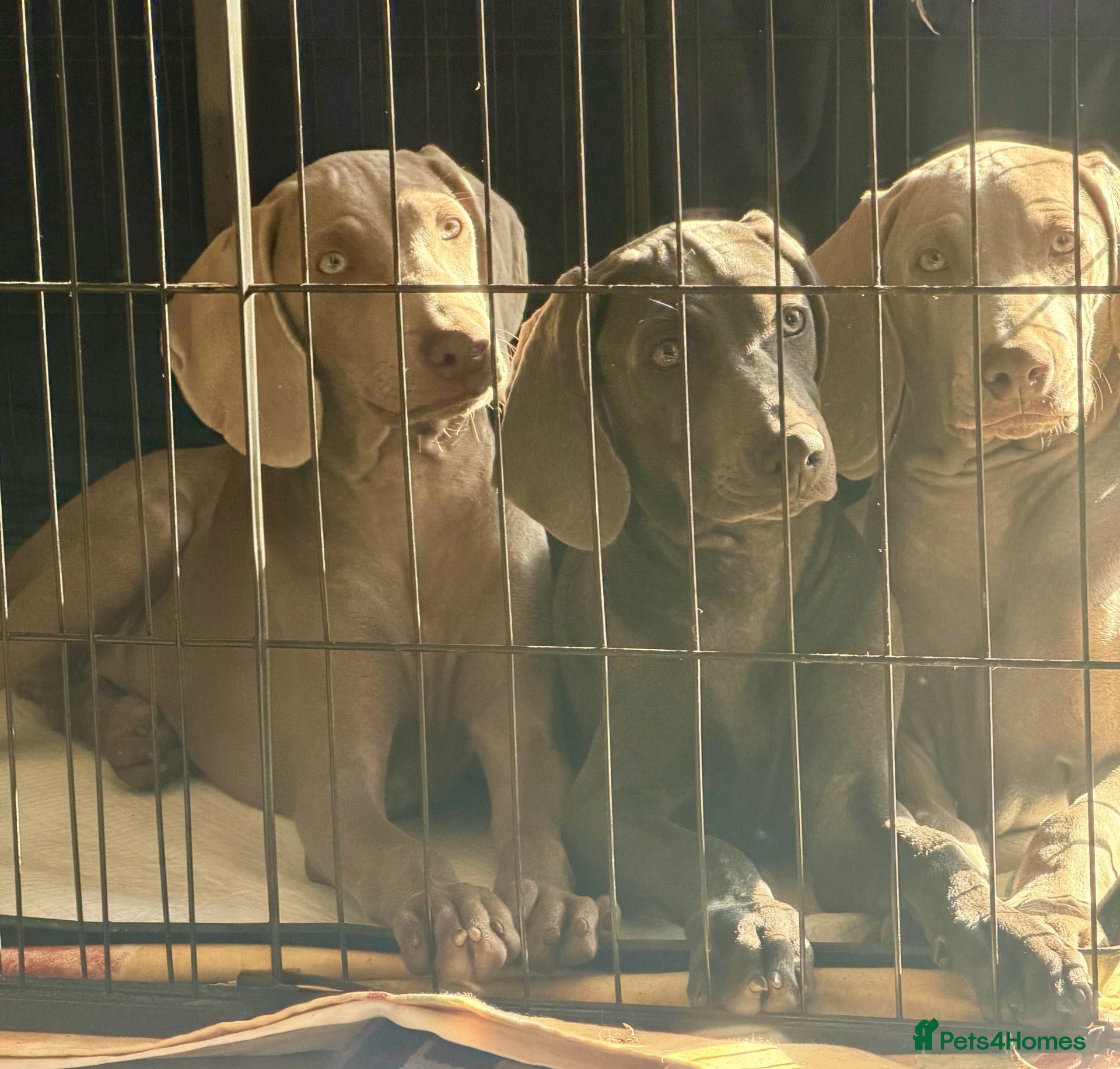 Weimaraner dogs 🐾LAST REMAINING READY 2 LEAVE🐾KC Reg Weimaraner - Advert 1